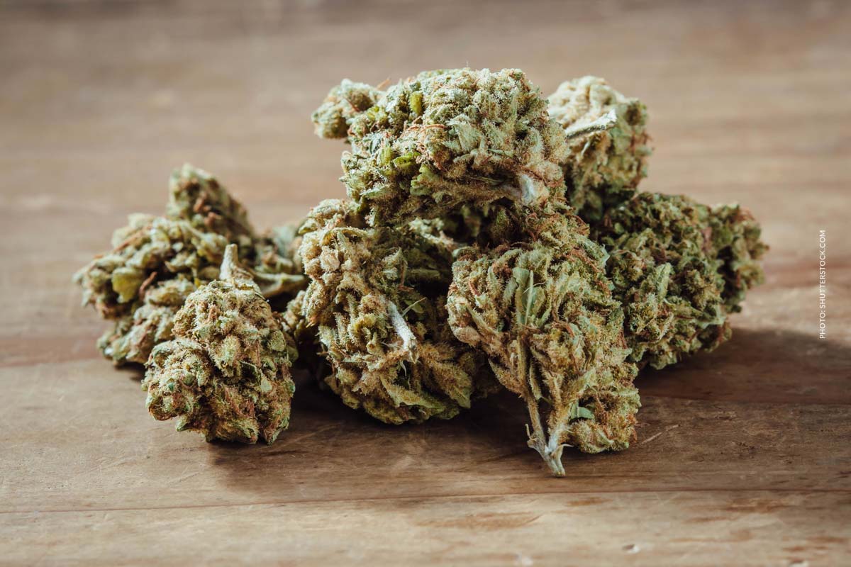Wedding Tree: Sorte, Aroma & THC Gehalt