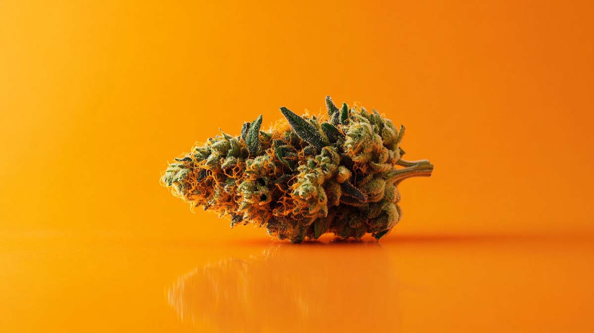 Cannabis und Frauen: Gesundheit, Anwendung & Forschung