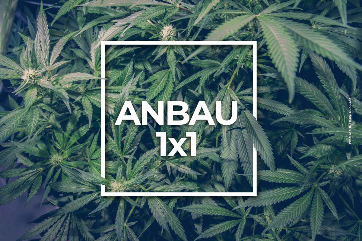 CBD Ratgeber: Wirkung, Anwendung & Vorteile